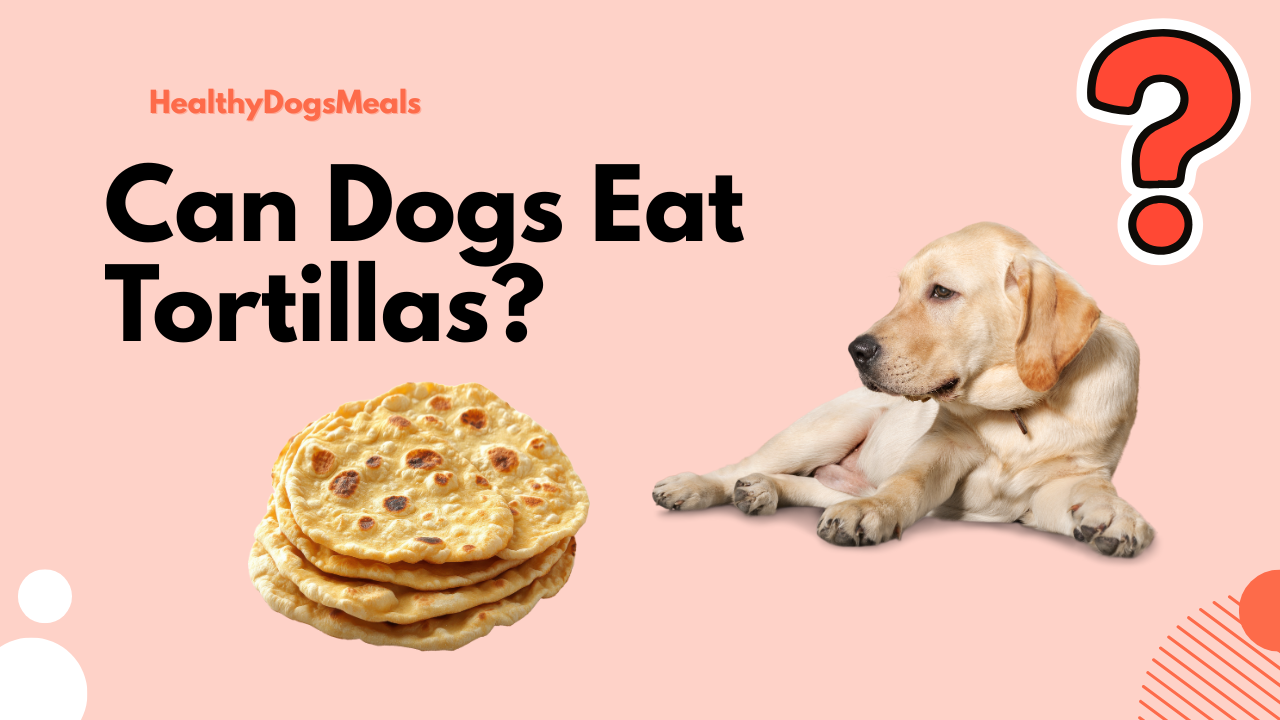 Can Dogs Eat Tortillas?