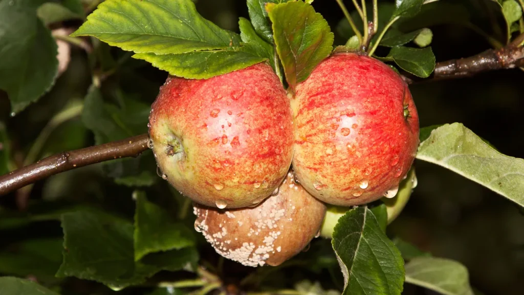 Risks of dogs eating crab apples from ground