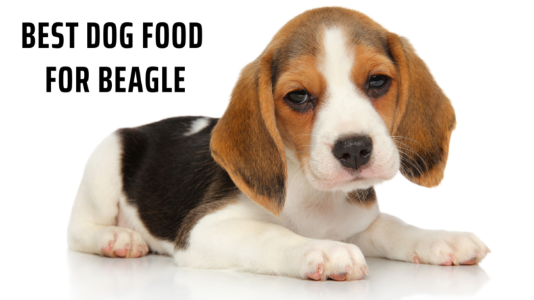 Best Dog Food for Beagle
