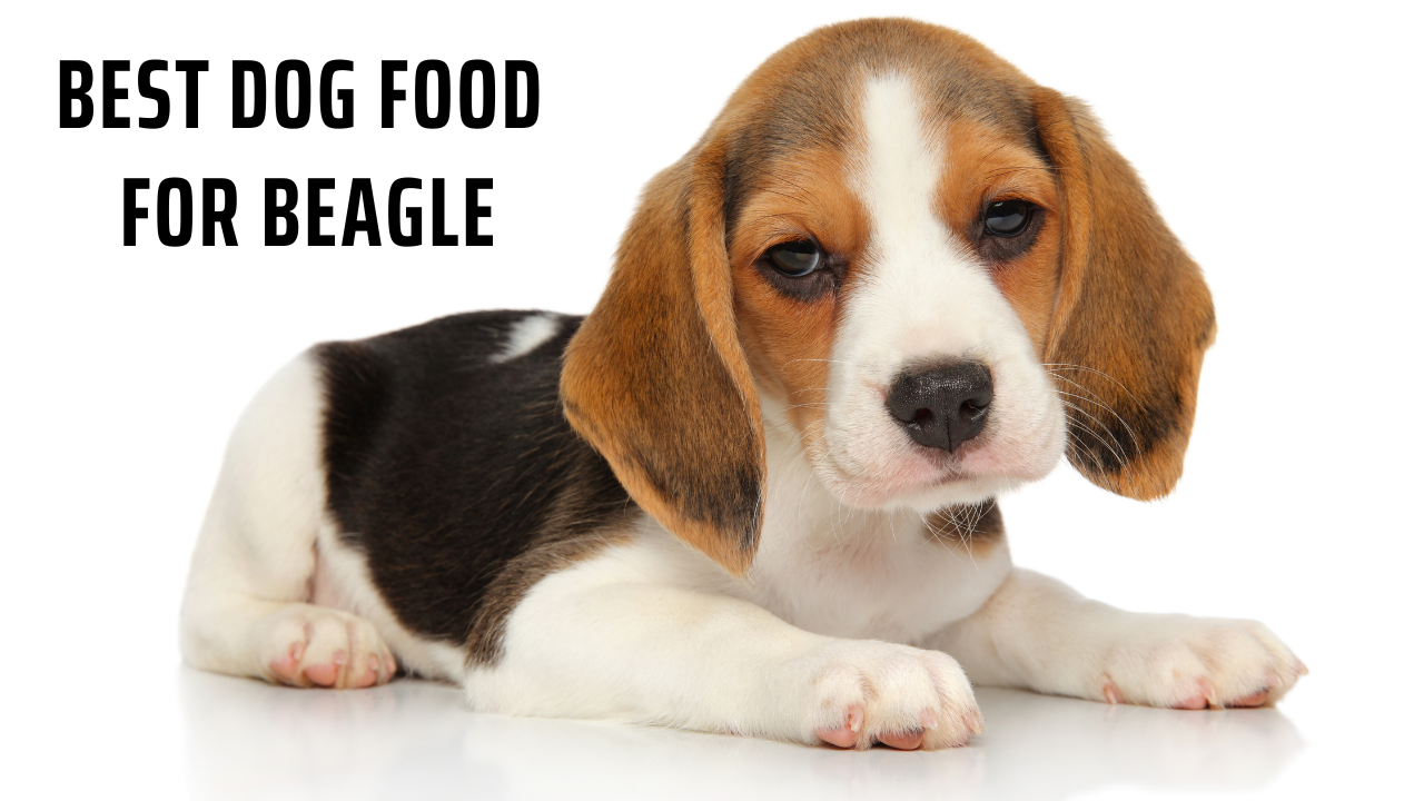 Best Dog Food for Beagle