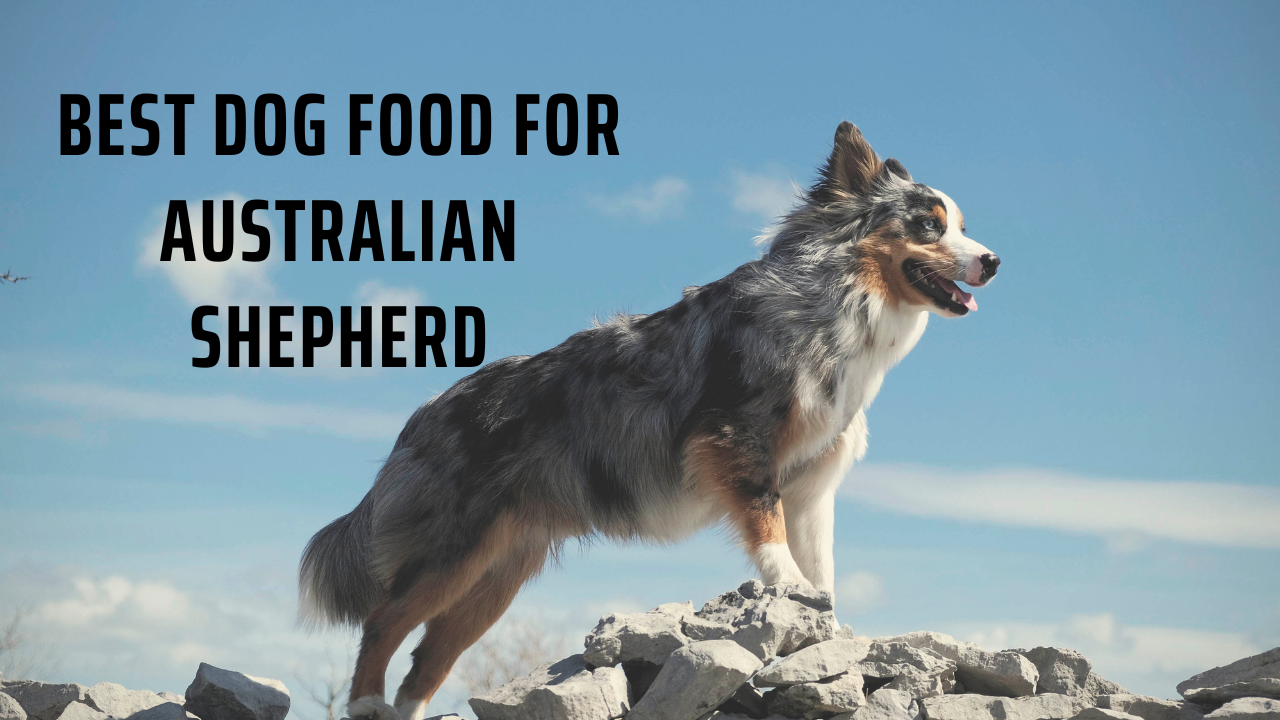 Best Dog Food for Australian Shepherd
