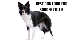 Best Dog Food for Border Collie