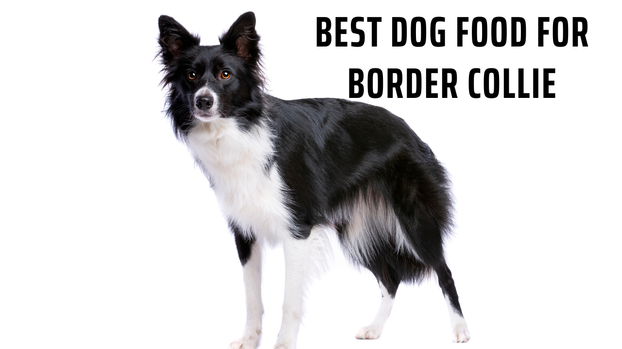 Best Dog Food for Border Collie