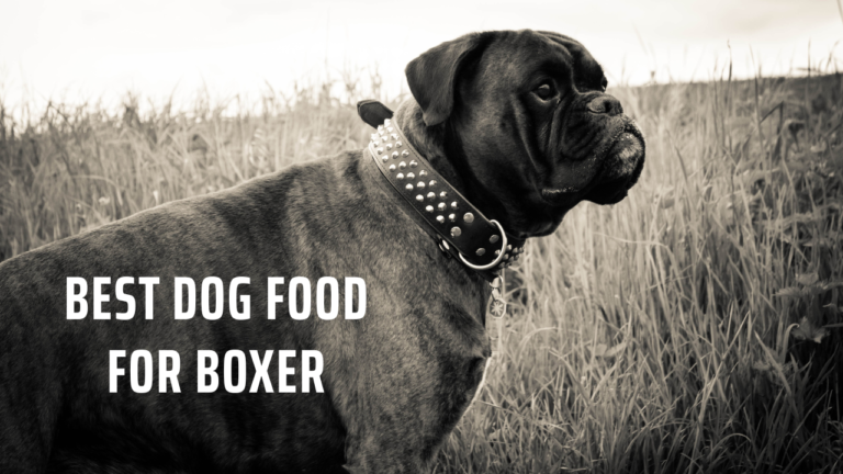 Best Dog Food for Boxer