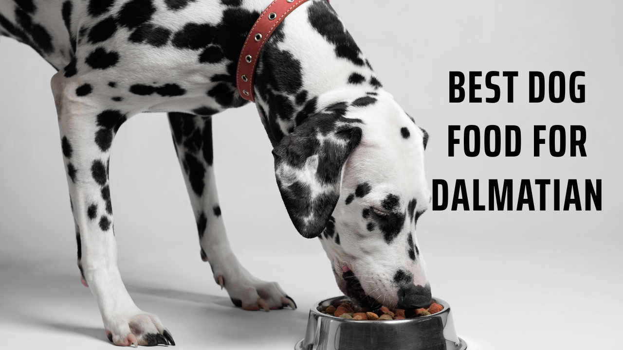 best dog food for Dalmatian
