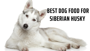 Best Dog Food for Siberian Husky
