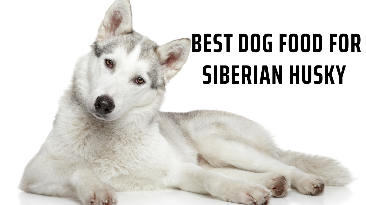 Best Dog Food for Siberian Husky