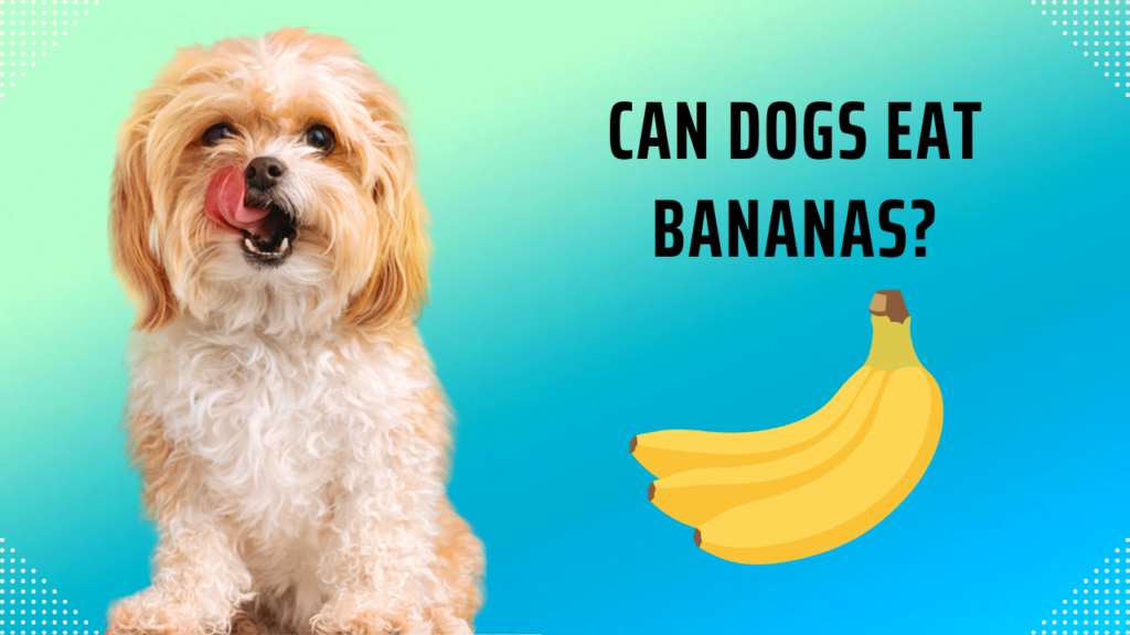 Can Dogs Eat Bananas