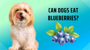 Can Dogs Eat Blueberries​