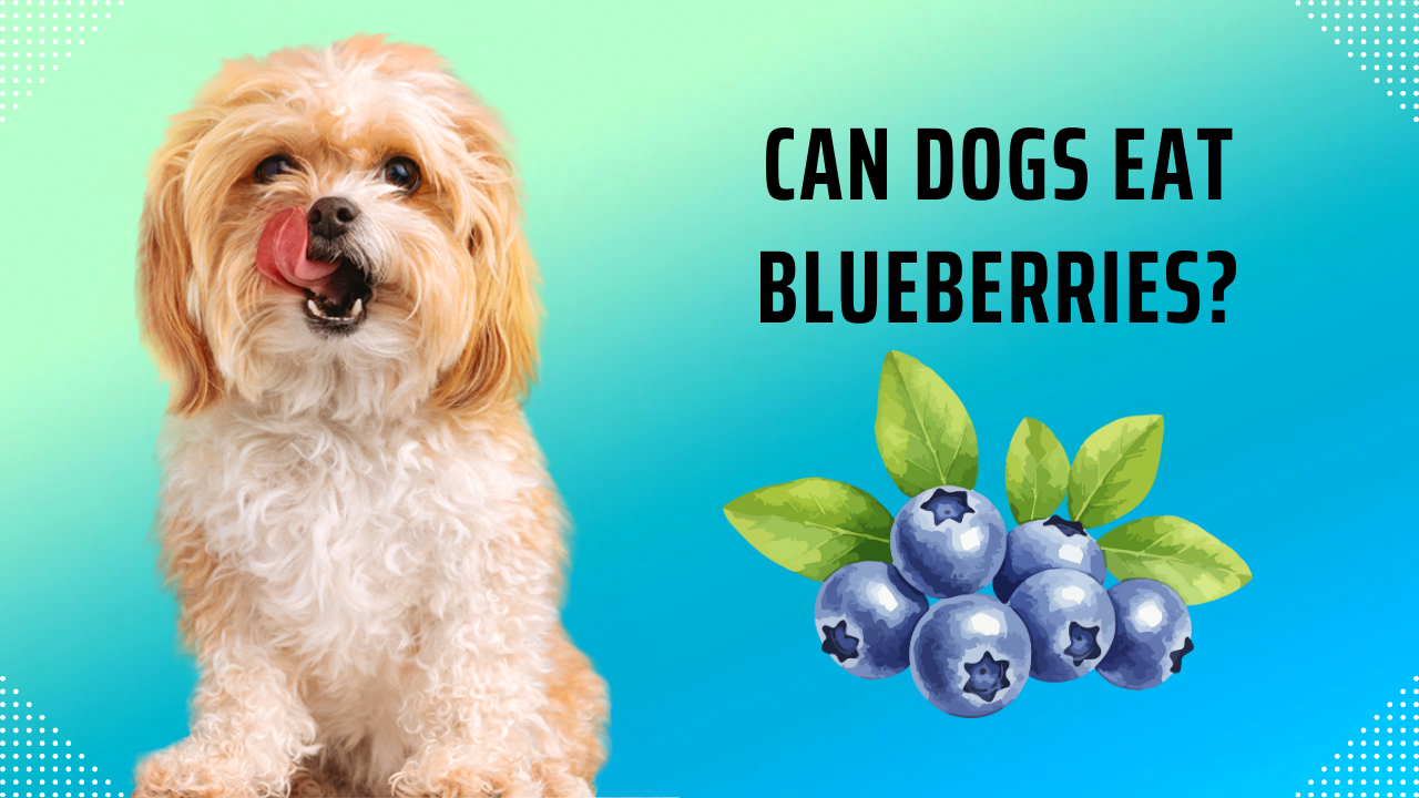 Can Dogs Eat Blueberries​