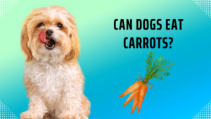 Can Dogs Eat Carrots