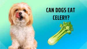 Can Dogs Eat Celery