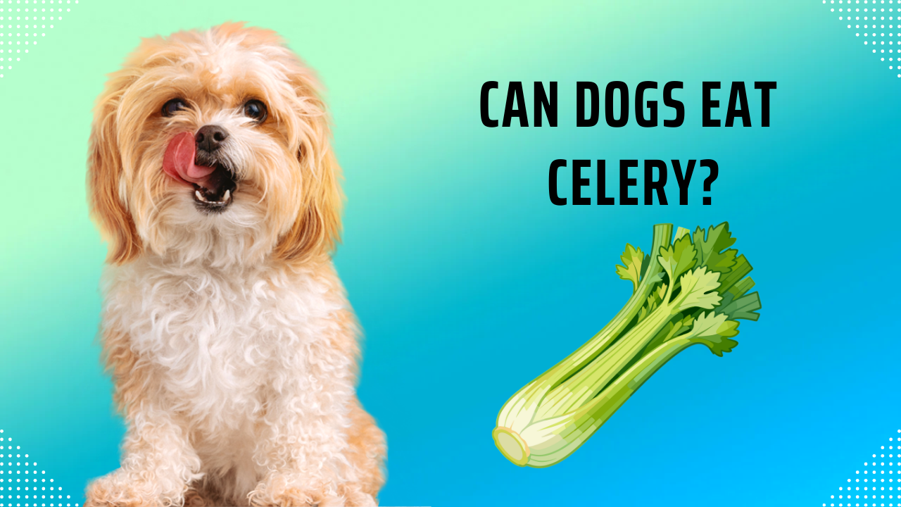 Can Dogs Eat Celery