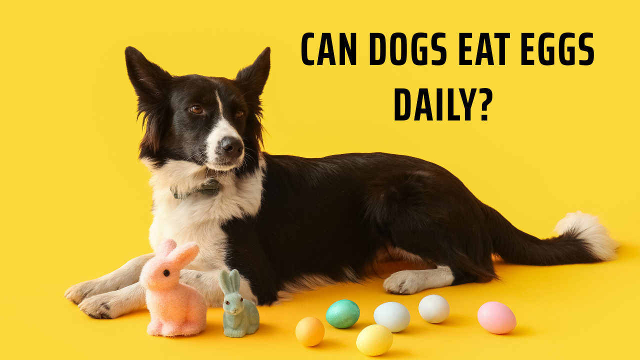 Can Dogs Eat Eggs Daily