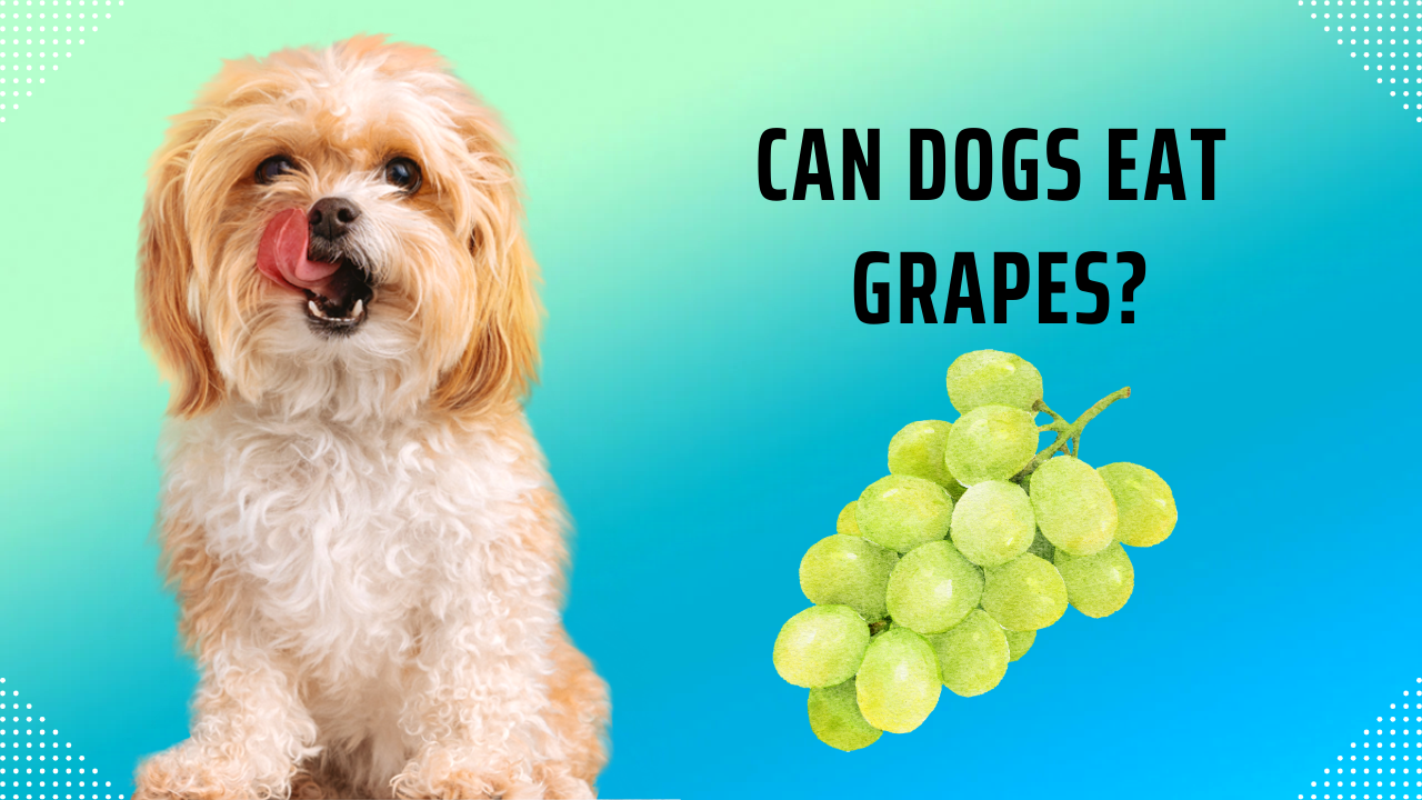 Can Dogs Eat Grapes