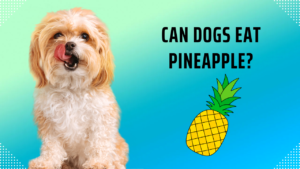 Can Dogs Eat Pineapple
