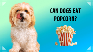 Can Dogs Eat Popcorn