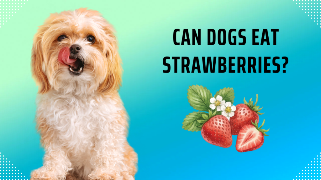 Can Dogs Eat Strawberries