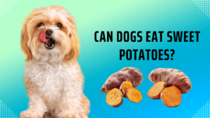 Can Dogs Eat Sweet Potatoes