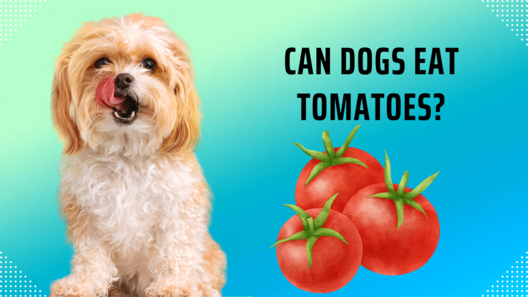 Can Dogs Eat Tomatoes