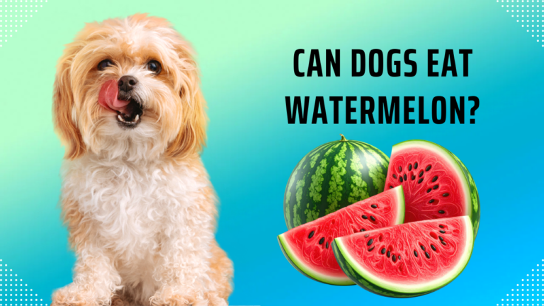 Can Dogs Eat Watermelon