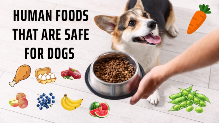 Human Foods That Are Safe for Dogs