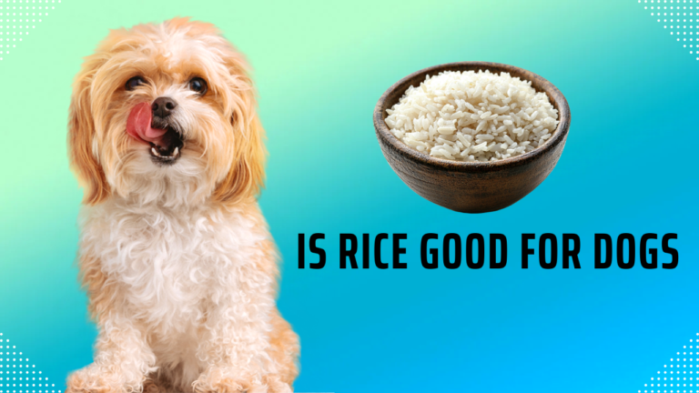 Is Rice Good for Dogs