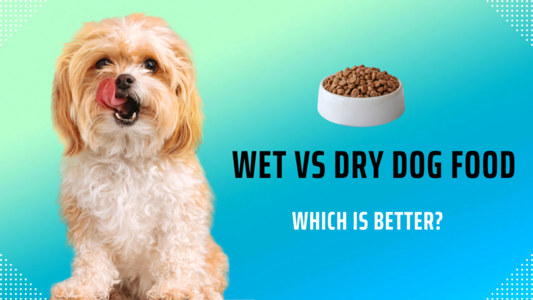 Wet vs Dry Dog Food