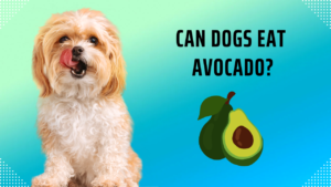 can dogs eat avocado