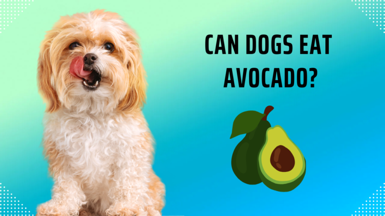 can dogs eat avocado
