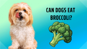 can dogs eat broccoli