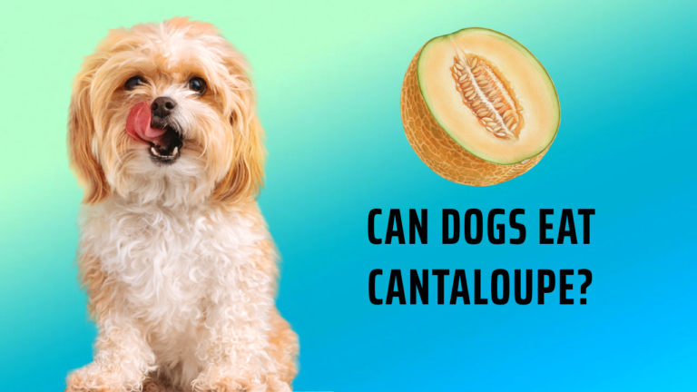 can dogs eat cantaloupe