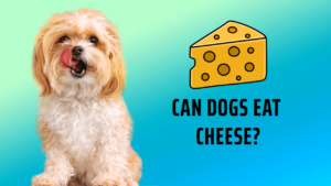 can dogs eat cheese