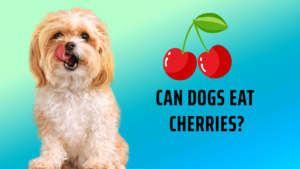 can dogs eat cherries