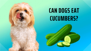 can dogs eat cucumbers