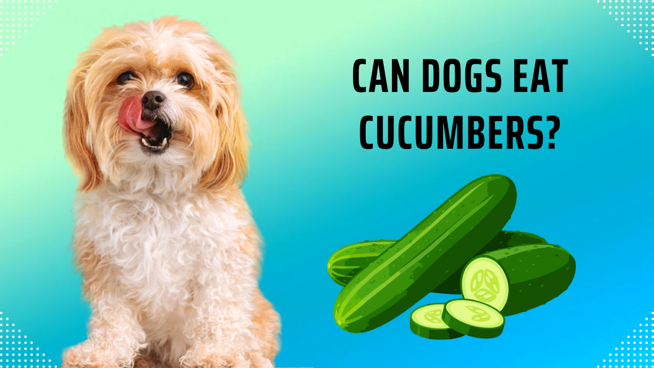 can dogs eat cucumbers