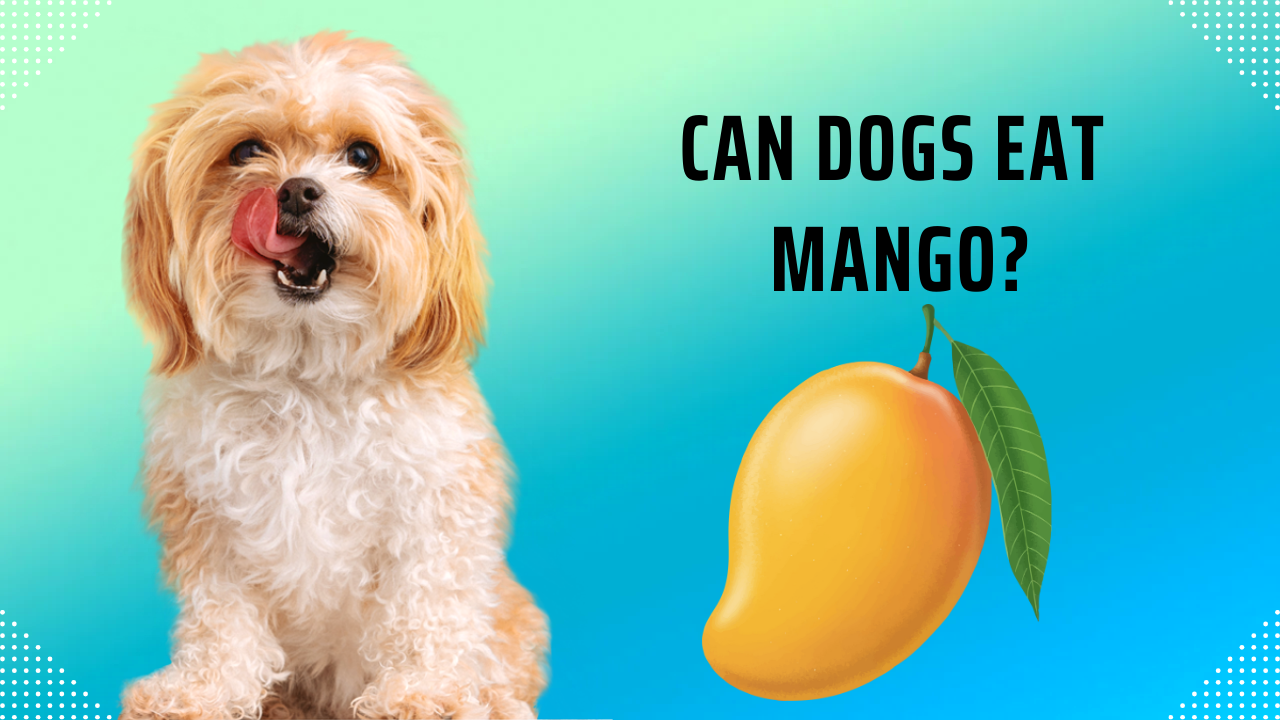 can dogs eat mango