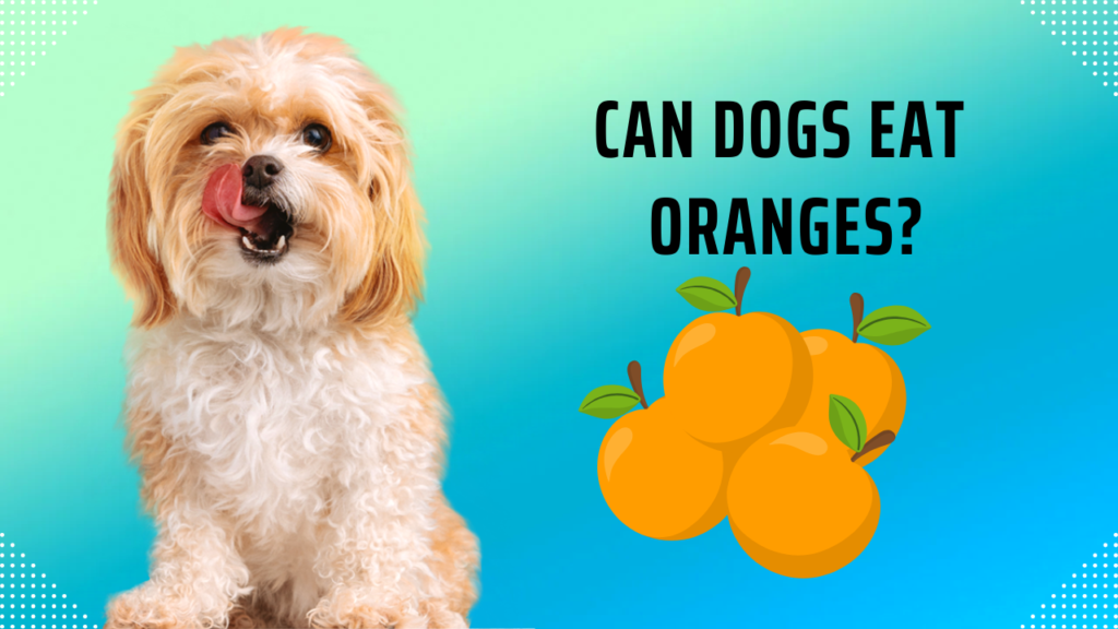 can dogs eat oranges