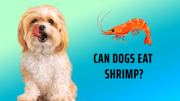 can dogs eat shrimp