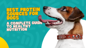 Best Protein Sources for Dogs: A Complete Guide to Healthy Nutrition