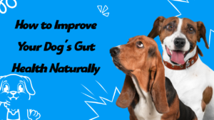 How to Improve Your Dog’s Gut Health Naturally