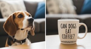 Can Dogs Eat Coffee