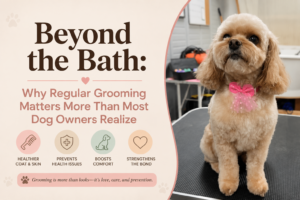 Regular Dog Grooming