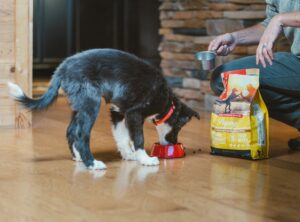 Fresh vs Rendered: What's Really in Premium Dog Food?