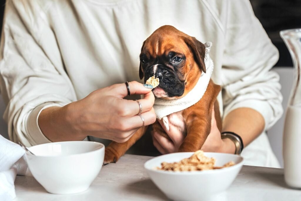 anxiety in dogs